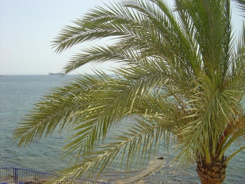 Apartamentos Llevant