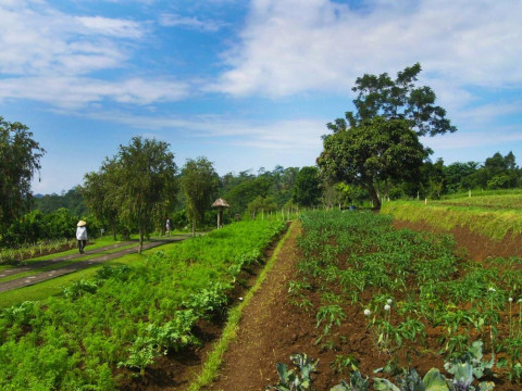 Bagus Agro Pelaga