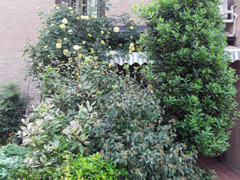 B&B La Rosa Gialla