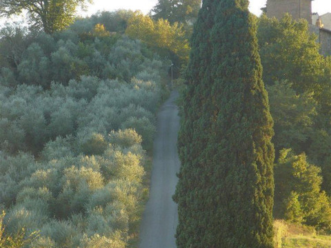 Bosco Ai Marzi