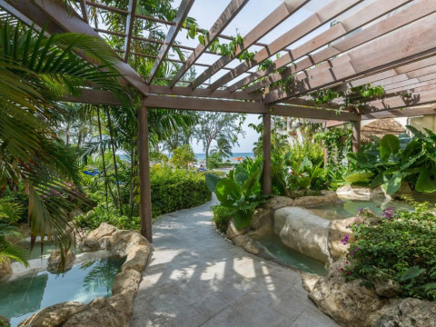 Bougainvillea Barbados