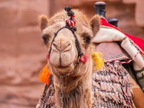 Circuit avion IORDANIA 2023