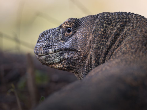 Circuit Bali si Komodo