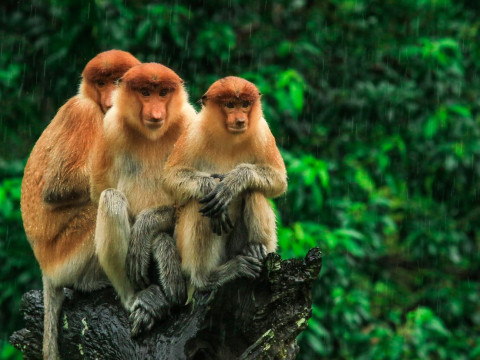 Circuit Malaezia si Brunei - Aventura in Borneo