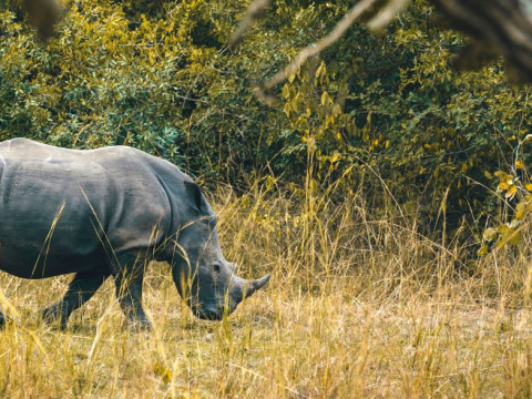Circuit si Safari in Uganda
