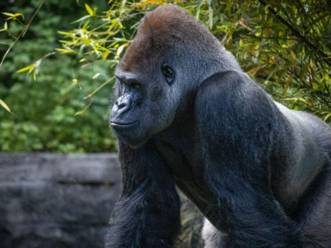 Circuit si Safari in Uganda