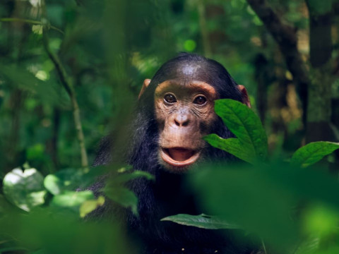 Circuit si Safari in Uganda