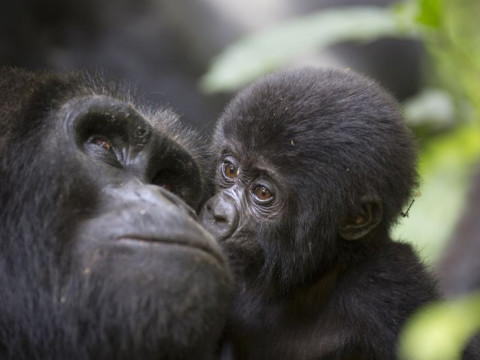 Circuit si Safari in Uganda