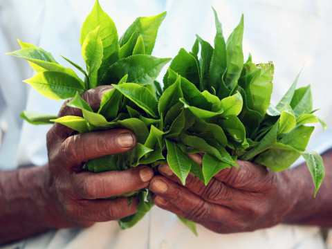 Circuit Sudul Indiei si Sri Lanka