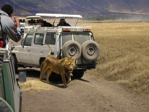 Descoperă Safari & Marea Migrație din Kenya cu Imperator