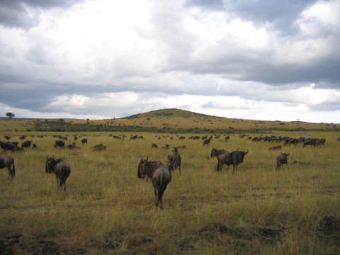 Descoperă Safari & Marea Migrație din Kenya cu Imperator