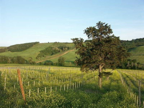 Fattoria Voltrona