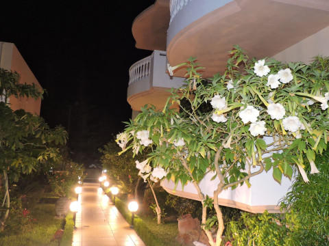 Golden Rose Suites