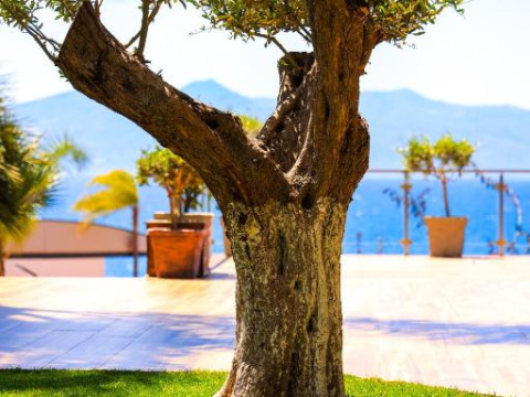 Hotel Apollon