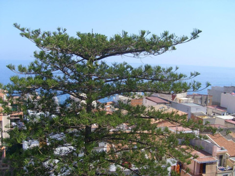 Hotel delle Palme