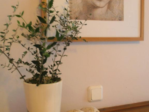 Ilios Studio