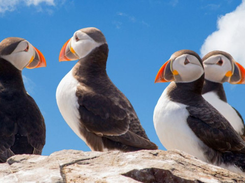 ISLANDA - FEERIA AUROREI BOREALE - 19.11.2023