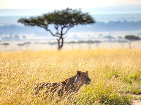 JAMBO KENYA