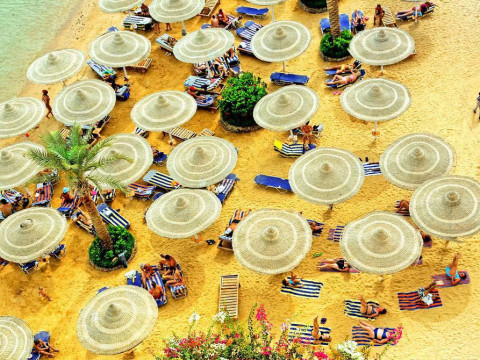 Palm Garden