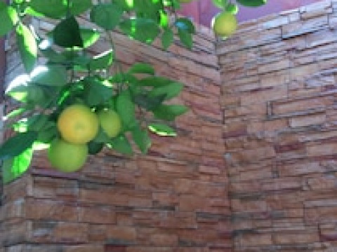 LA CASA DEL NARANJO