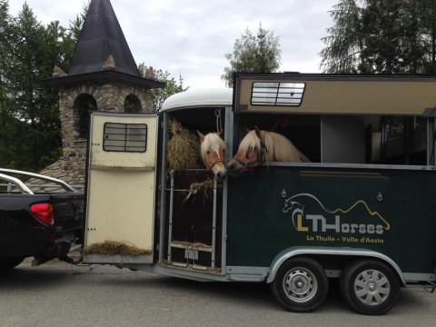 Lthorses & Dreams