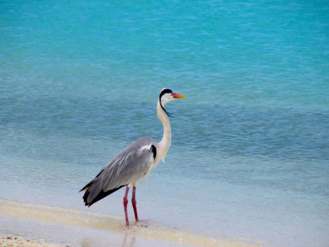 Makunudu Island Resort