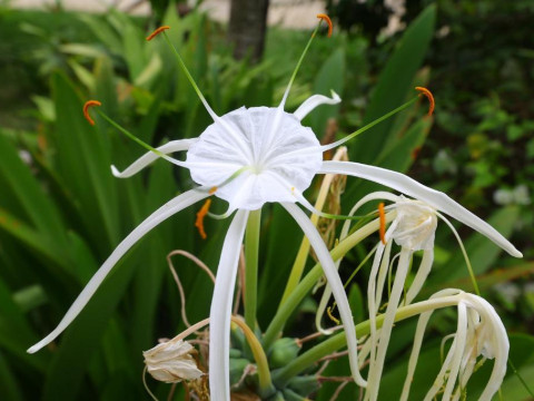 Merril's Beach Resort III