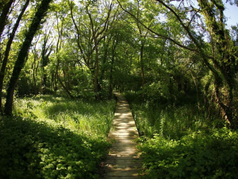 Mura