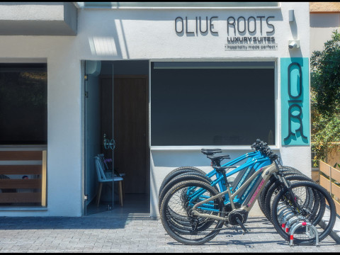 Olive Roots Thassos