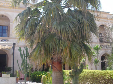 Palacio Sant Salvador