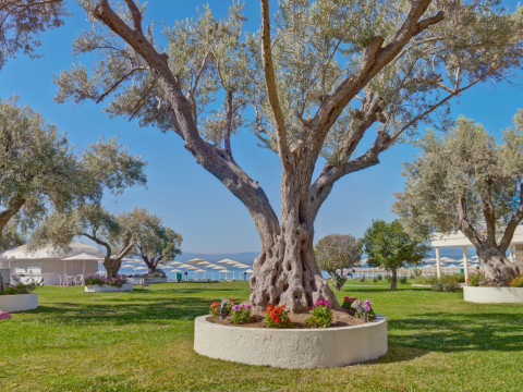 Palmariva Beach Hotel By Anayia All-Inclusive Resorts