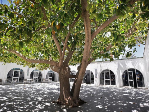 Palmyra Club Nabeul