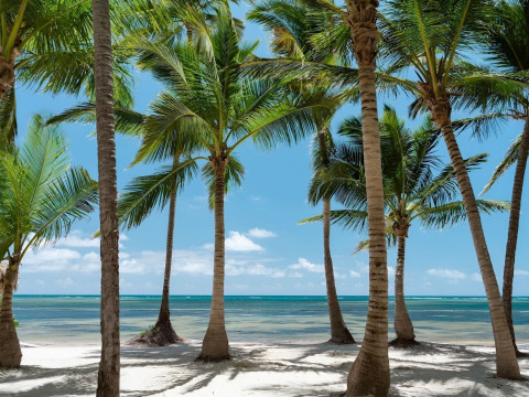 Catalonia Royal Bavaro