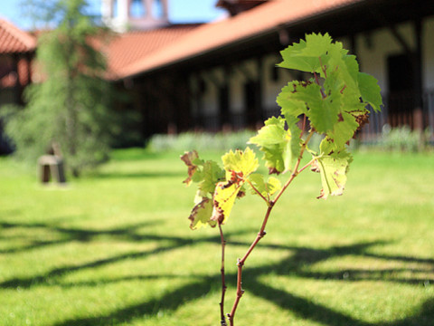 Rachev Hotel Residence