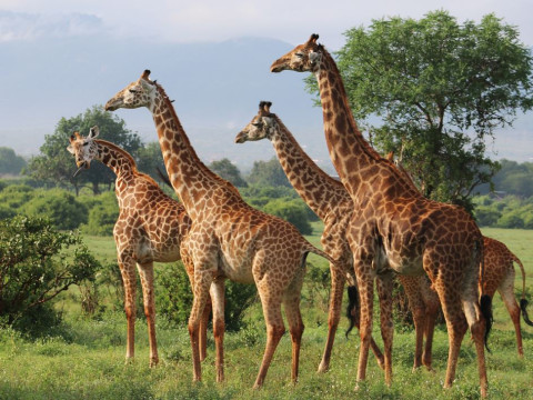 Safari Kenya si plaja Mombasa - Hotel Papillon Lagoon Reef Resort 3*