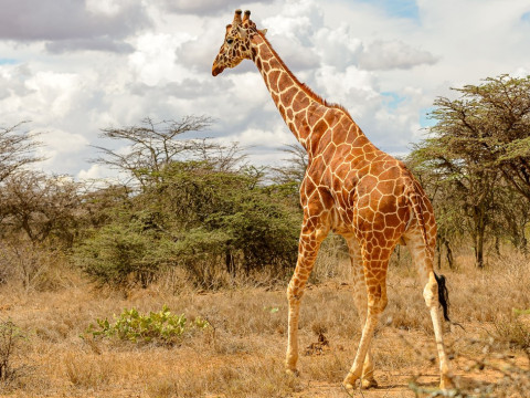 Safari Kenya si plaja Mombasa - Hotel Severin Sea Lodge 4*