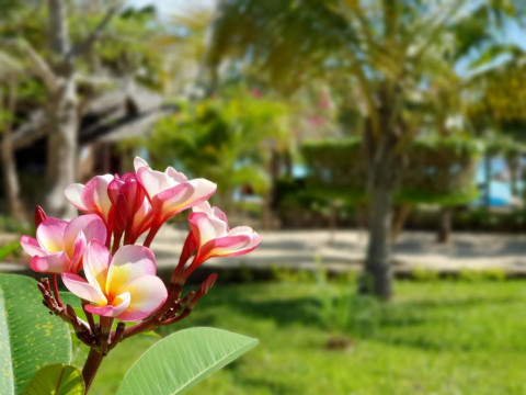 The Zanzibari Hotel
