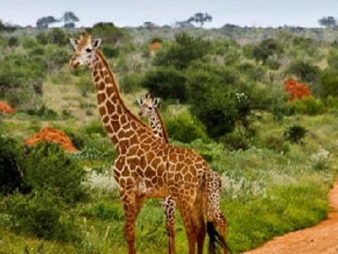 Safari Tsavo East - West (2 nopti) + Bamburi Beach (5 nopti)