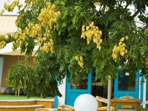 KALIOPA