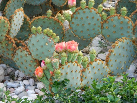 Moevenpick Resort Tala Bay