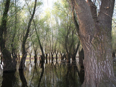 La Mos Fane (Parcul Natural Balta Mica a Brailei)