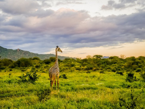 Safari Tsavo West 2 nopti + Plaja 5 nopti