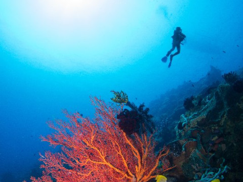 Aqaba Experience Plus pachet 7 nopti