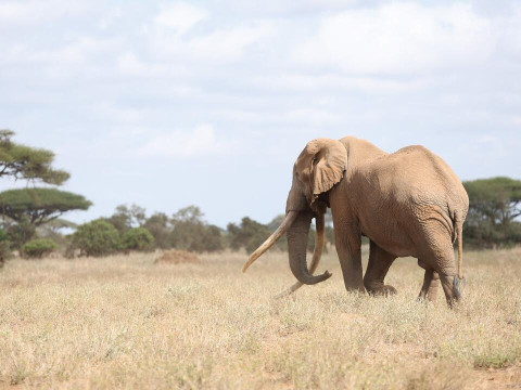 Safari Amboseli-Tsavo (3 nopti) + Diani Reef Beach (4 nopti)