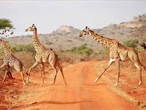 Safari Tsavo East 2 nopti + Plaja 5 nopti