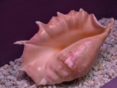 Ovicris Selena
