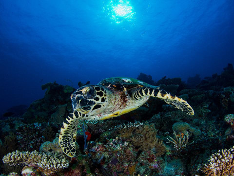 Vakkaru Resort Maldives
