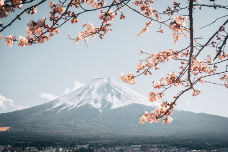 japonia-din-bucuresti-sakura-2025-spectacolul-florii-de-cires-612eed1dcd4f548e.jpeg