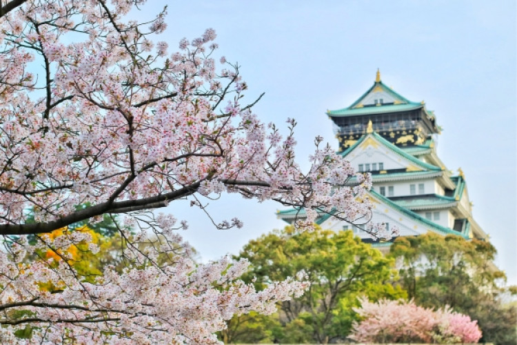 japonia-din-bucuresti-sakura-2025-spectacolul-florii-de-cires-889969cea3ab4128.jpeg