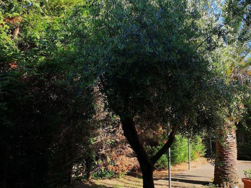 All'ombra Del Palmeto